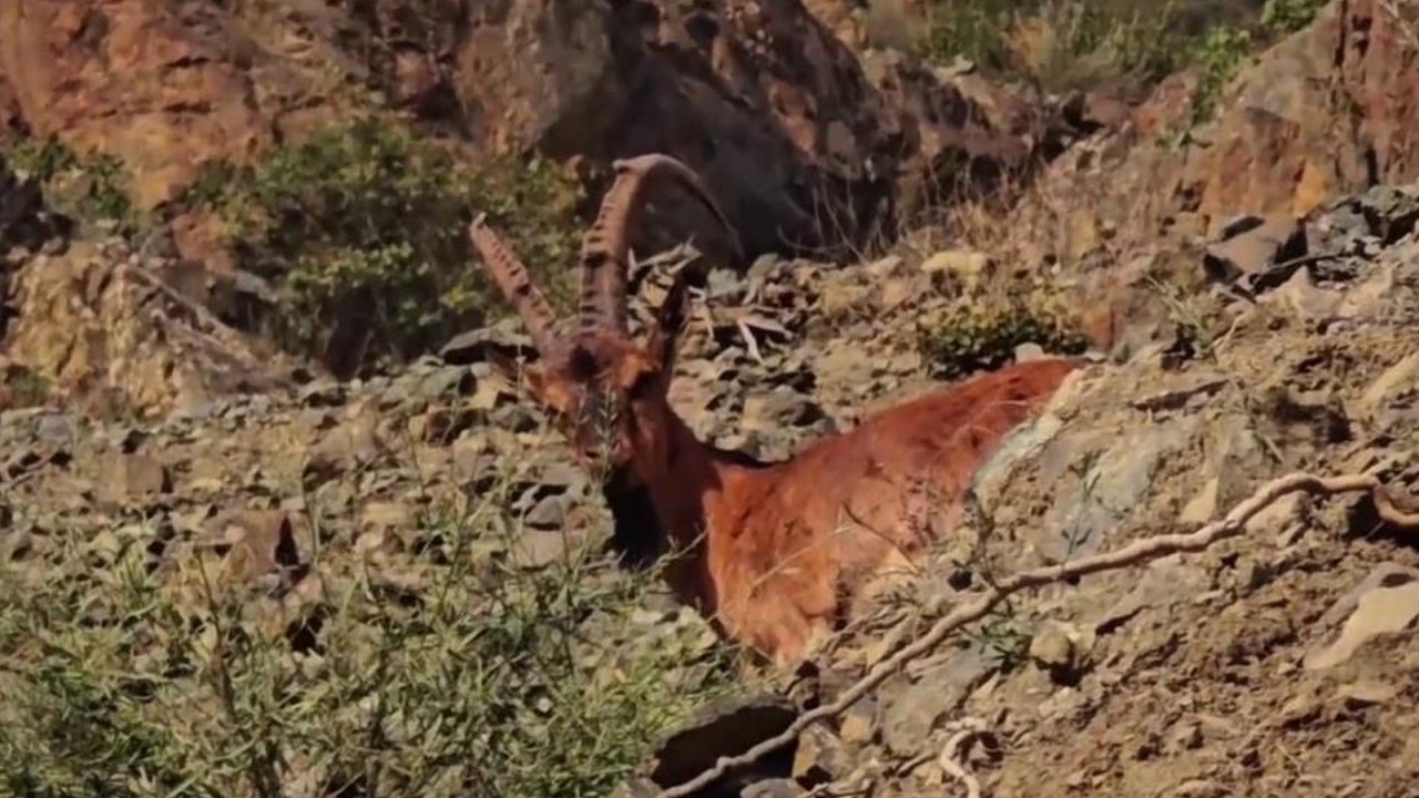 Tortum’da dağ keçileri Erzurum-Artvin karayolu yakınında görüntülendi